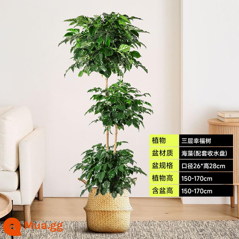 Chậu cây Happy Tree dễ trồng trong văn phòng, có tác dụng thanh lọc không khí, hấp thụ formaldehyde, cây xanh lớn đặt trong phòng khách. - Cây hạnh phúc ba lớp 1,5-1,7 mét - giỏ đan