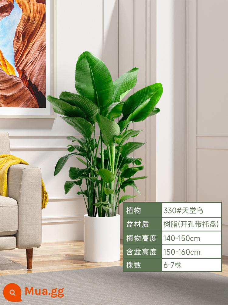 Chim thiên đường chậu cây trong nhà phòng khách lớn cây xanh sàn cây chậu lớn Strelitzia reginae món quà khai trương dễ nuôi - Boutique chim thiên đường 1,4-1,5 mét [chậu nhựa thẳng giả màu trắng]