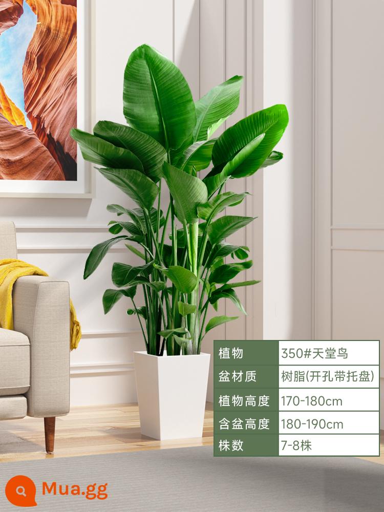 Chim thiên đường chậu cây trong nhà phòng khách lớn cây xanh sàn cây chậu lớn Strelitzia reginae món quà khai trương dễ nuôi - [Đề xuất cho mét vuông lớn] Bird of Paradise cao cấp 1,7-1,8 mét [chậu hình thang lớn màu trắng] có khay