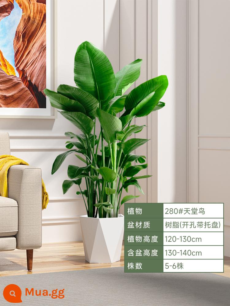 Chim thiên đường chậu cây trong nhà phòng khách lớn cây xanh sàn cây chậu lớn Strelitzia reginae món quà khai trương dễ nuôi - Chim thiên đường nhỏ 1,2-1,3 mét [chậu nhựa hình lăng trụ nhỏ màu trắng]