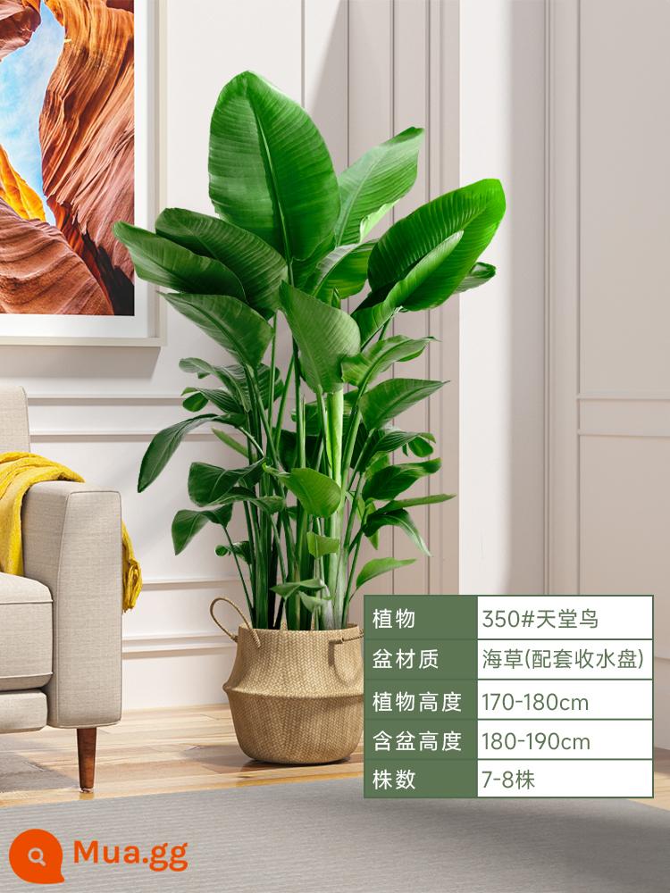 Chim thiên đường chậu cây trong nhà phòng khách lớn cây xanh sàn cây chậu lớn Strelitzia reginae món quà khai trương dễ nuôi - [Quà tặng tuyệt vời] Chậu rơm thủ công Boutique Bird of Paradise 1,7-1,8m] có khay