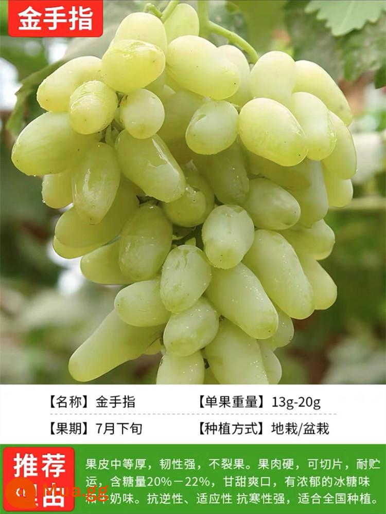 Grapevine Sunshine Rose Sapphire Chậu cây leo Qingwang được trồng ở miền Nam và miền Bắc, Kết quả cây giống nho Kyoho - Ngón Tay Vàng [12 năm cây giống năng suất cao kết quả trọn vẹn] miễn phí phân bón