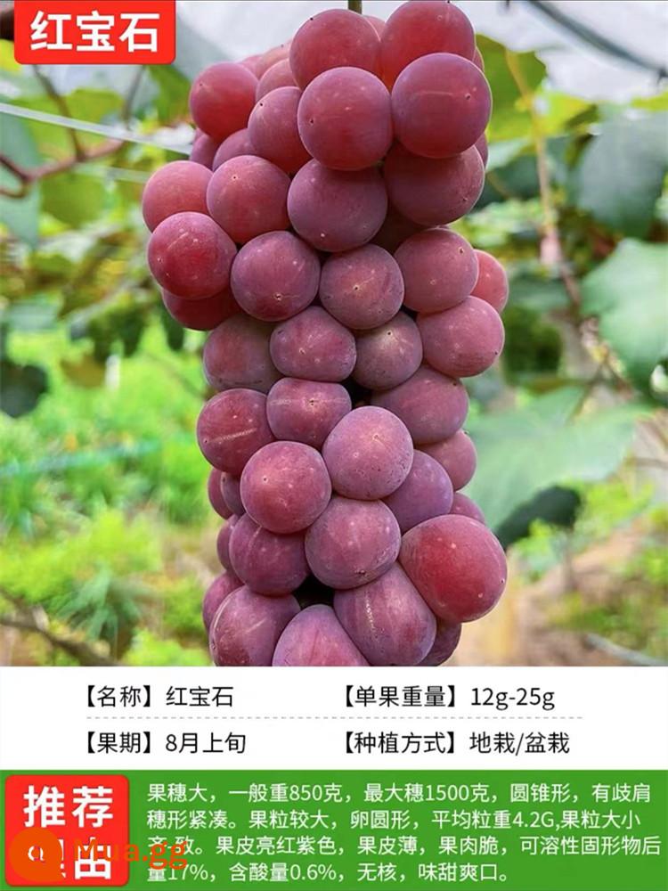 Grapevine Sunshine Rose Sapphire Chậu cây leo Qingwang được trồng ở miền Nam và miền Bắc, Kết quả cây giống nho Kyoho - Ruby [12 năm cây giống năng suất cao kết quả đầy đủ] phân bón dinh dưỡng miễn phí