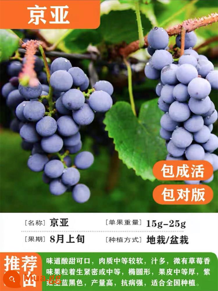 Grapevine Sunshine Rose Sapphire Chậu cây leo Qingwang được trồng ở miền Nam và miền Bắc, Kết quả cây giống nho Kyoho - Jingya [12 năm cây giống năng suất cao có kết quả đầy đủ] phân bón dinh dưỡng miễn phí