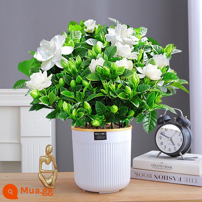 Cây hoa trồng trong chậu Gardenia, cây xanh thủy canh trong nhà, tốt cho tất cả các mùa, hoa nhài, hoa trà, lan hồ điệp - Cây dành dành 160# không nước có nụ [chậu hút nước hình trụ màu trắng sọc dọc]