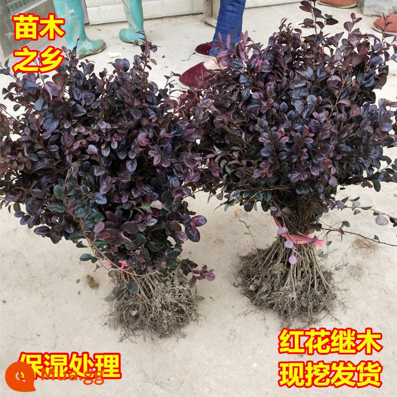 Red Leaf Miao Miao Honghua Jimukinson Trinh Nữ Virgin Flame Court Greening Tree Tree Seedli Fede Fede Miao Tree Ball Morning Ball - 100 cây rum cao 20-30 cm