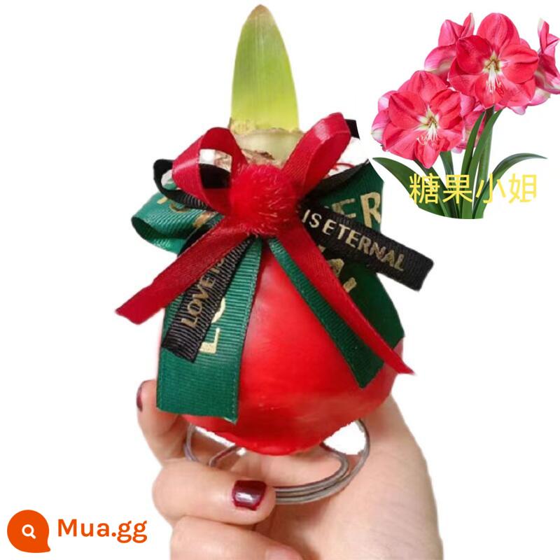 Củ amaryllis bịt sáp, củ sáp hàng năm có hoa kép nhập khẩu, không cần trồng cây lười, quà tặng Giáng sinh và Lễ tình nhân - Miss Candy—Quả bóng sáp đỏ (Túi + Thẻ may mắn miễn phí) [Mua ba tặng một]