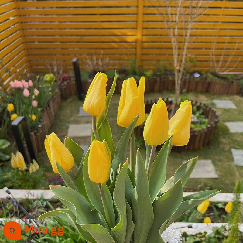 Củ tulip nhập khẩu có nụ Bóng 5 độ thủy canh đất trồng hoa bốn mùa ban công chậu cây và hoa chịu lạnh - 5 vàng nguyên chất + phân bón trồng trọt