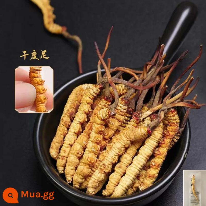 Hộp quà tặng lễ hội đông trùng hạ thảo Naqu Cordyceps hoang dã giai đoạn đầu chính hãng Cordyceps sinensis - Nagqu Tây Tạng 30 que chất lượng cao [3 que/g]