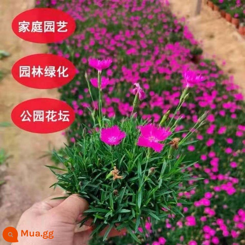 Dianthus bốn mùa hoa cỏ cây giống hoa chịu lạnh trồng trong chậu vườn trong nhà và ngoài trời vườn hoa vườn rễ lâu năm phủ xanh rất dễ nuôi - Số lượng vượt quá số lượng siêu liên kết. Liên hệ bộ phận chăm sóc khách hàng để được giảm giá.