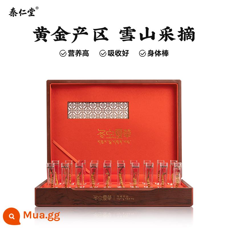 Qin Rentang 2022 Cordyceps chính thức hàng đầu cửa hàng tươi 10g hàng khô Cordyceps chính hãng hộp quà tặng Tây Tạng - 4 que/g [10g/40 que]