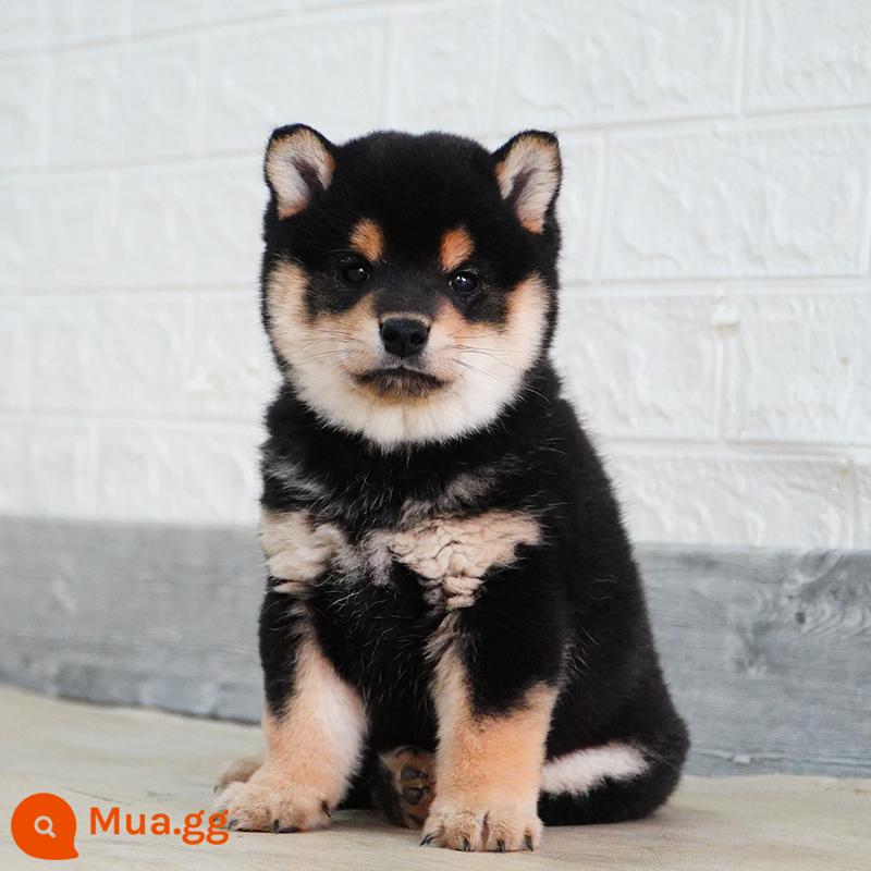 Nhật Bản Shiba Inu Puppies Purebred Cubs Dog PET Dog Cơ thể sống màu đen củi mồi trắng hạt củi mùa thu SHANGHAI - đen