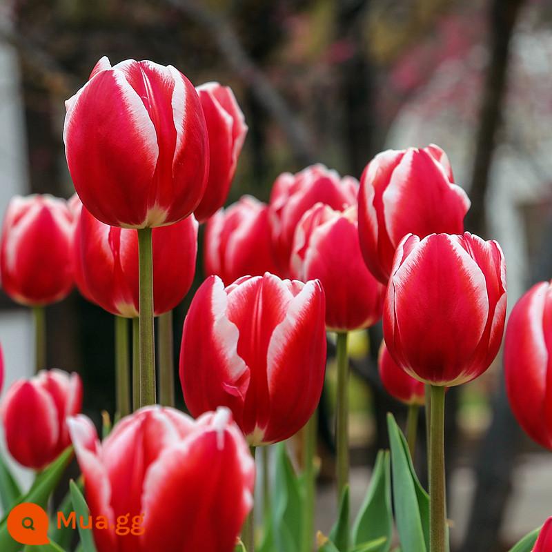 5 bông hoa tulip cộng với chai thủy tinh tròn đặt nước nuôi cấy 5 độ hạt bóng bốn mùa thu đông hoa lục bình chống lạnh - Linmark 5 viên + bộ chai thủy tinh + sỏi trắng + dung dịch dinh dưỡng