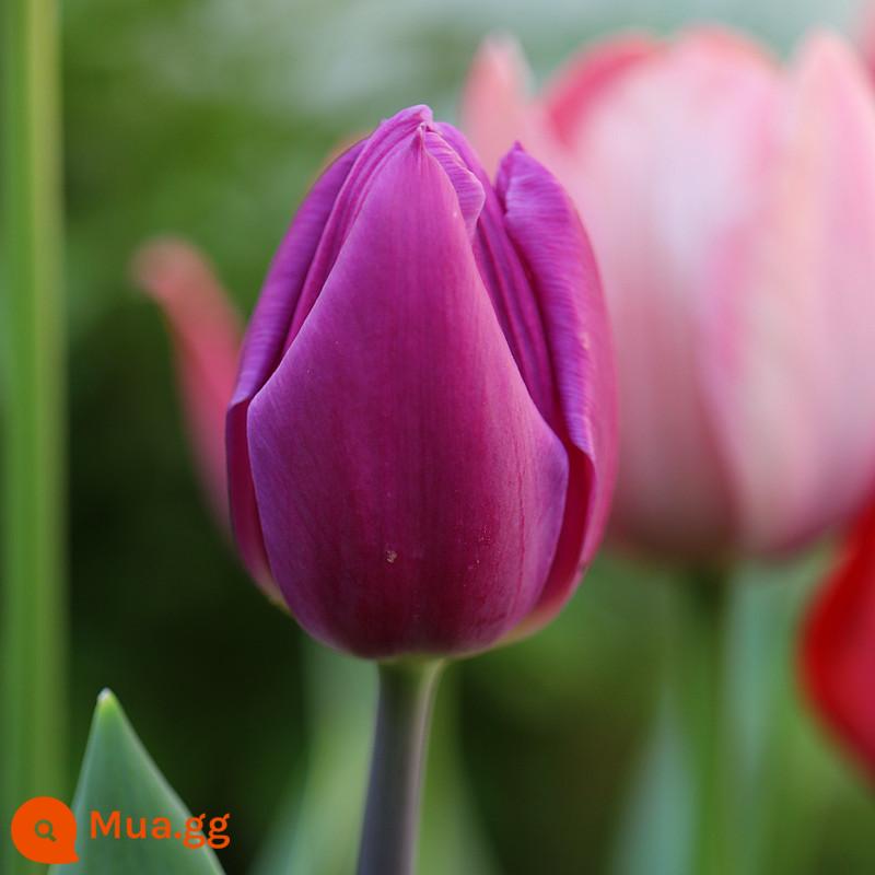 5 bông hoa tulip cộng với chai thủy tinh tròn đặt nước nuôi cấy 5 độ hạt bóng bốn mùa thu đông hoa lục bình chống lạnh - Hoàng tử tím 5 viên + bộ chai thủy tinh + sỏi trắng + dung dịch dinh dưỡng