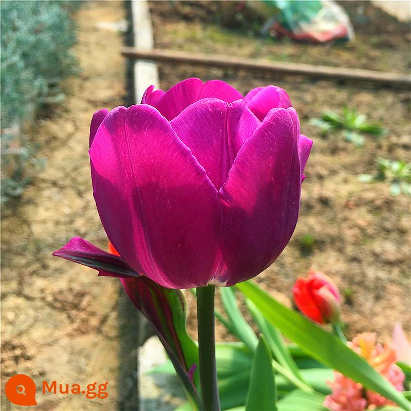 5 bông hoa tulip cộng với chai thủy tinh tròn đặt nước nuôi cấy 5 độ hạt bóng bốn mùa thu đông hoa lục bình chống lạnh - Senadalan 5 viên + bộ chai thủy tinh + sỏi trắng + dung dịch dinh dưỡng