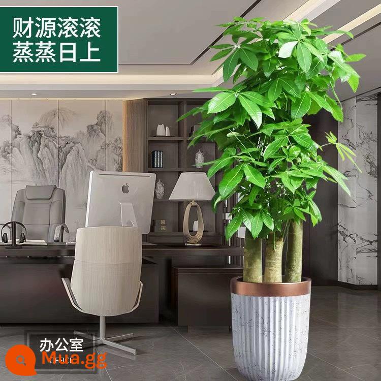 Văn phòng phòng khách trong nhà Thâm Quyến Fortune Tree để thu hút sự giàu có và chuyển đến ngôi nhà mới cây xanh cây lớn trồng trong chậu giao hàng trong thành phố - Ba chậu sứ sọc dọc viền vàng BBK mới dài khoảng 1,7-1,8 mét