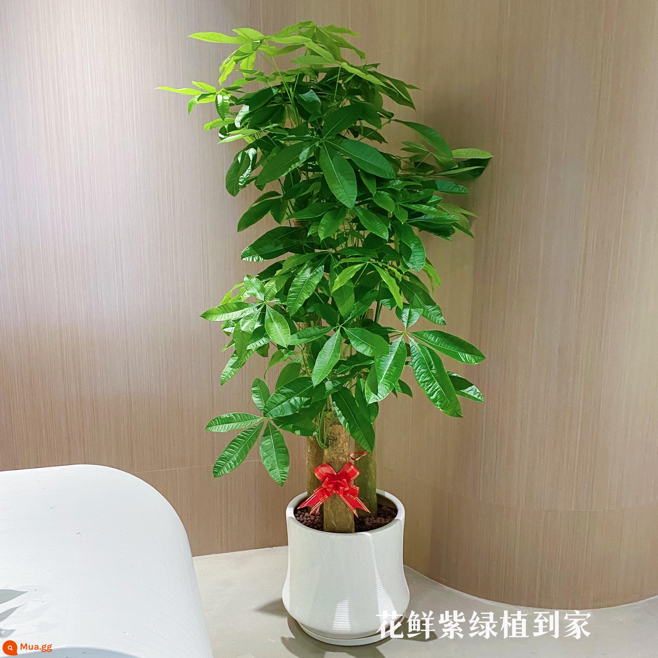 Văn phòng phòng khách trong nhà Thâm Quyến Fortune Tree để thu hút sự giàu có và chuyển đến ngôi nhà mới cây xanh cây lớn trồng trong chậu giao hàng trong thành phố - Ba chiếc chậu sứ trắng kiểu Bắc Âu mới, cao khoảng 1,7-1,8 mét