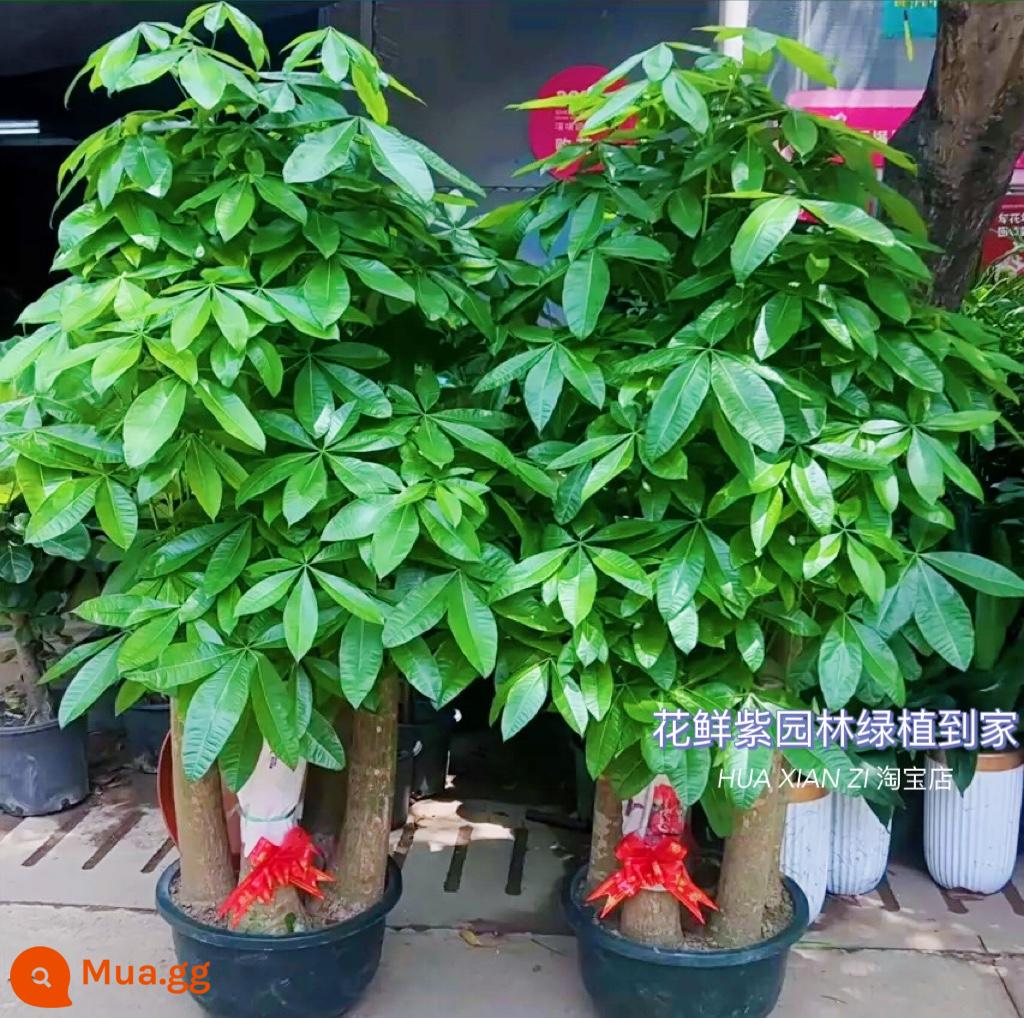 Văn phòng phòng khách trong nhà Thâm Quyến Fortune Tree để thu hút sự giàu có và chuyển đến ngôi nhà mới cây xanh cây lớn trồng trong chậu giao hàng trong thành phố - Chậu rồng xanh năm nhánh cực dày khoảng 1,7-1,9 mét