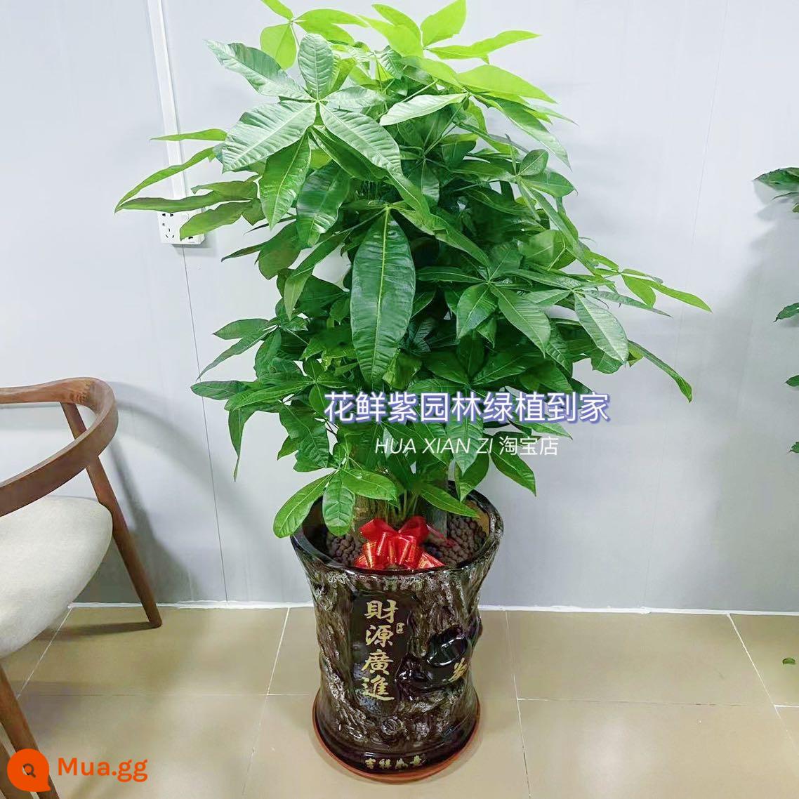 Văn phòng phòng khách trong nhà Thâm Quyến Fortune Tree để thu hút sự giàu có và chuyển đến ngôi nhà mới cây xanh cây lớn trồng trong chậu giao hàng trong thành phố - Ba chậu sứ BBQ có tổng chiều cao khoảng 1,4 mét