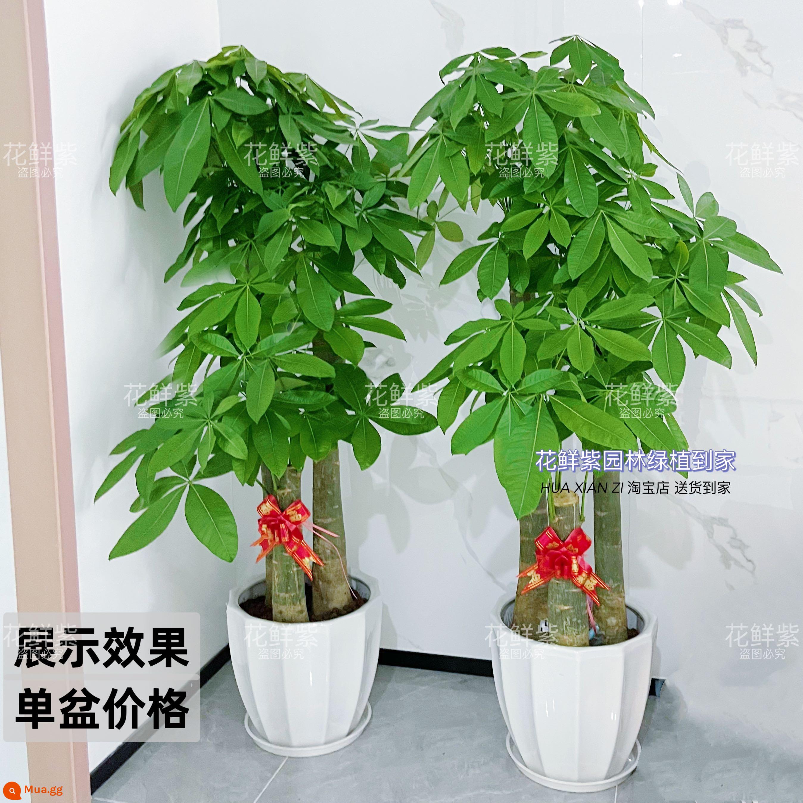 Văn phòng phòng khách trong nhà Thâm Quyến Fortune Tree để thu hút sự giàu có và chuyển đến ngôi nhà mới cây xanh cây lớn trồng trong chậu giao hàng trong thành phố - Ba chậu sứ carambola màu trắng từng bậc khoảng 1,7-1,8 mét