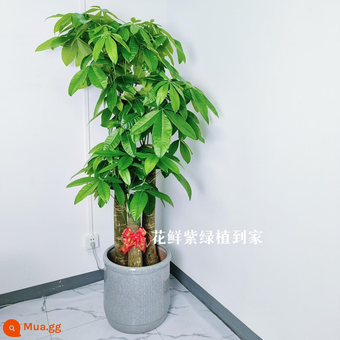 Văn phòng phòng khách trong nhà Thâm Quyến Fortune Tree để thu hút sự giàu có và chuyển đến ngôi nhà mới cây xanh cây lớn trồng trong chậu giao hàng trong thành phố - Ba chậu sứ sọc đứng màu xám mực mới cao khoảng 1,7-1,8 mét