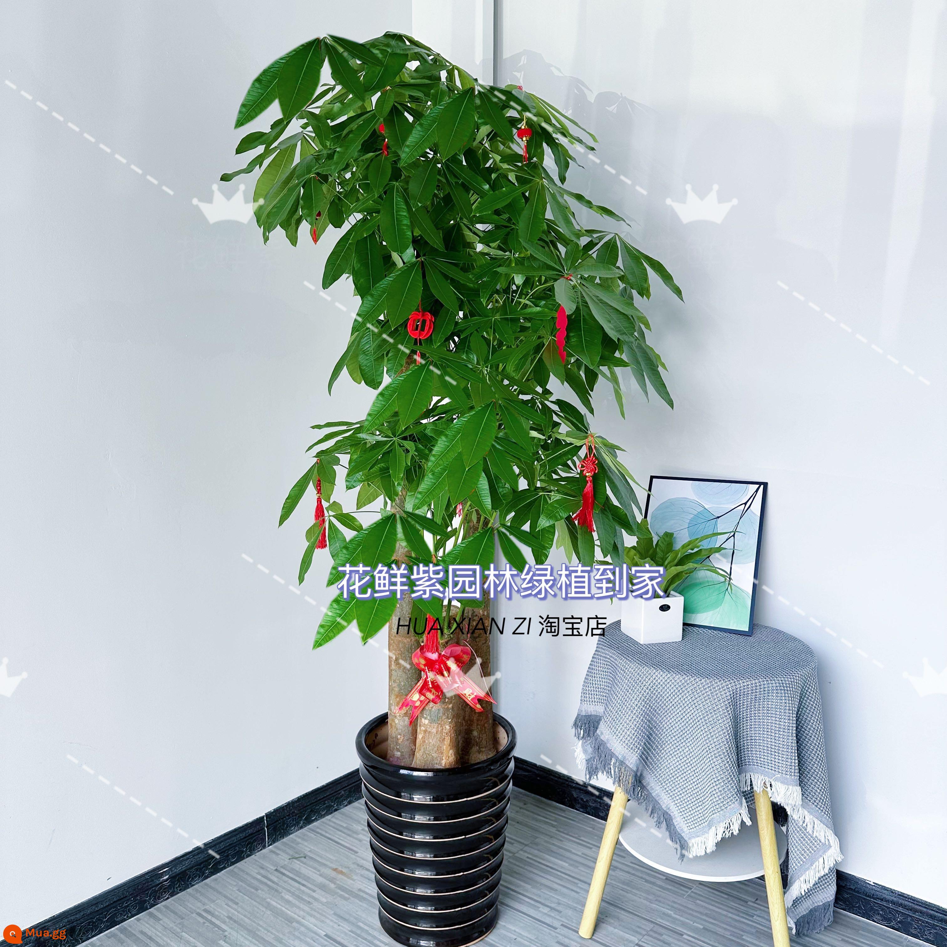 Văn phòng phòng khách trong nhà Thâm Quyến Fortune Tree để thu hút sự giàu có và chuyển đến ngôi nhà mới cây xanh cây lớn trồng trong chậu giao hàng trong thành phố - Ba chậu sứ ren đen BBQ dài khoảng 1,7-1,8 mét