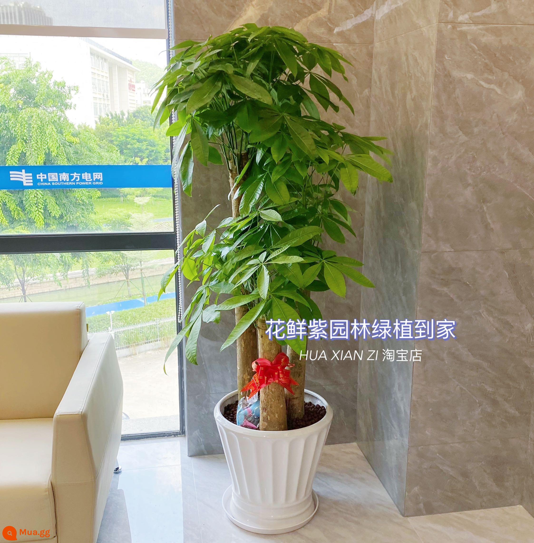 Văn phòng phòng khách trong nhà Thâm Quyến Fortune Tree để thu hút sự giàu có và chuyển đến ngôi nhà mới cây xanh cây lớn trồng trong chậu giao hàng trong thành phố - Ba chậu sứ trắng BBK cao khoảng 1,7-1,8 mét