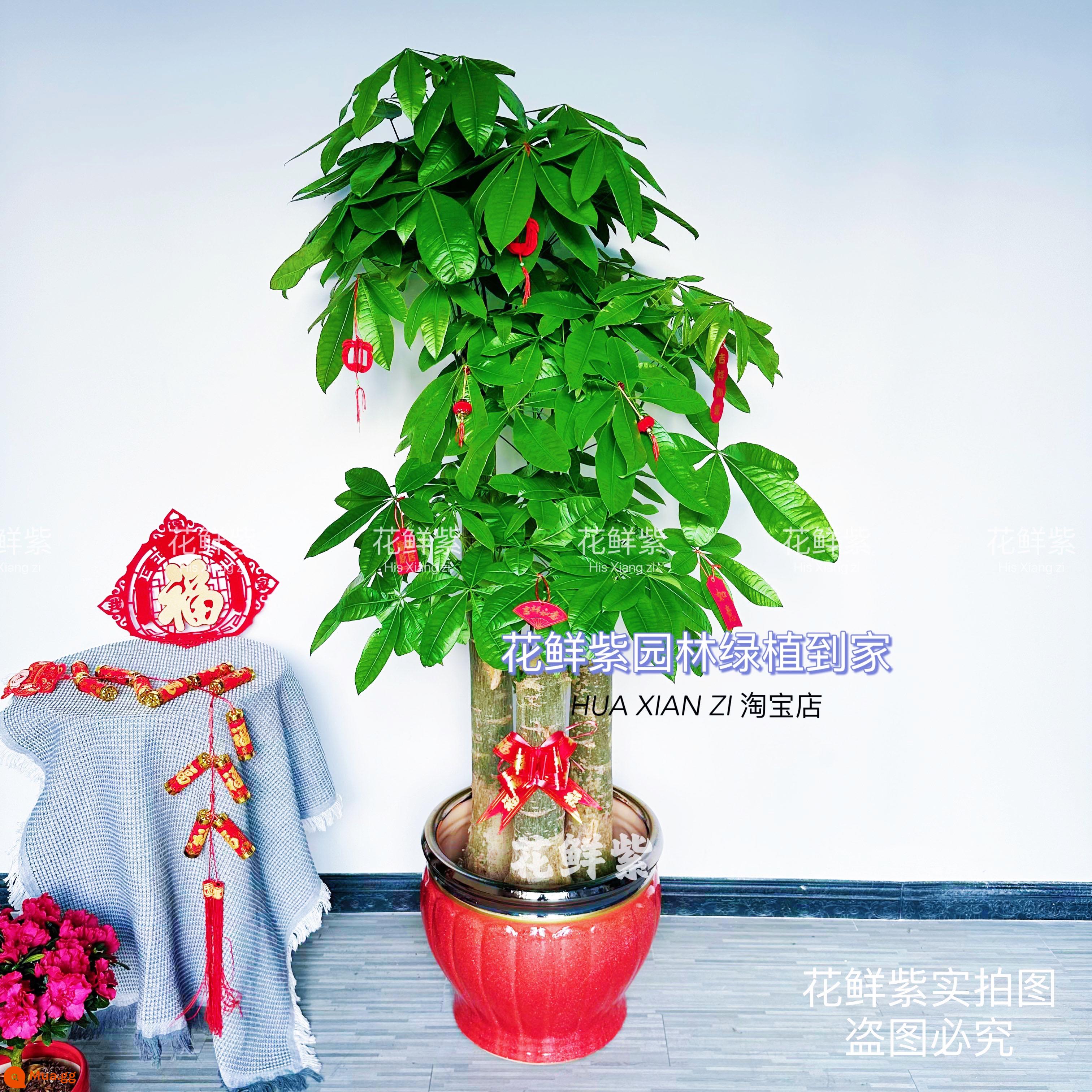 Văn phòng phòng khách trong nhà Thâm Quyến Fortune Tree để thu hút sự giàu có và chuyển đến ngôi nhà mới cây xanh cây lớn trồng trong chậu giao hàng trong thành phố - Chậu sứ vàng nóng mới của Dasanzhi BBK cao khoảng 1,7-1,9 mét