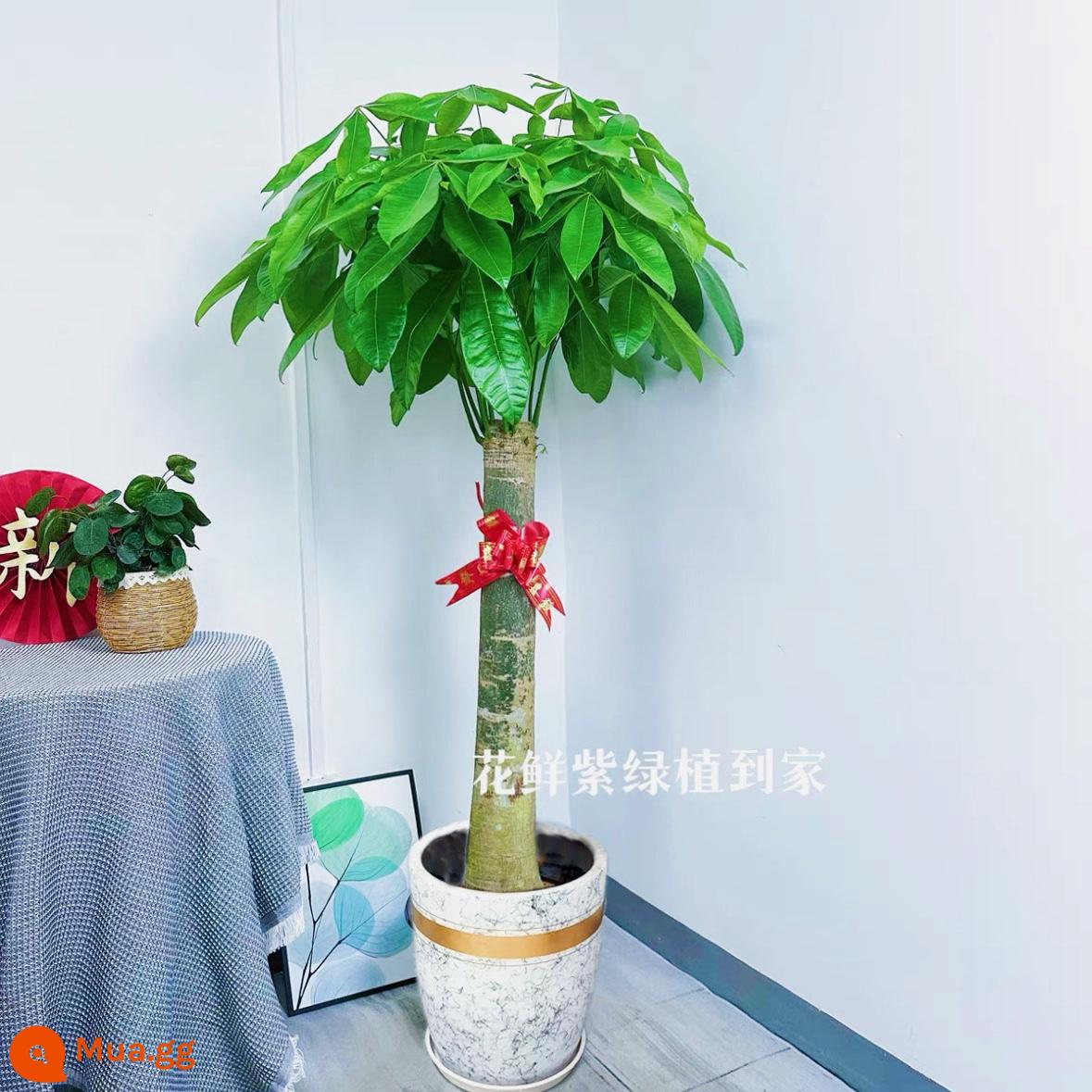 Văn phòng phòng khách trong nhà Thâm Quyến Fortune Tree để thu hút sự giàu có và chuyển đến ngôi nhà mới cây xanh cây lớn trồng trong chậu giao hàng trong thành phố - Chậu sứ sơn mài đơn sợi vàng dài khoảng 1,5-1,6m