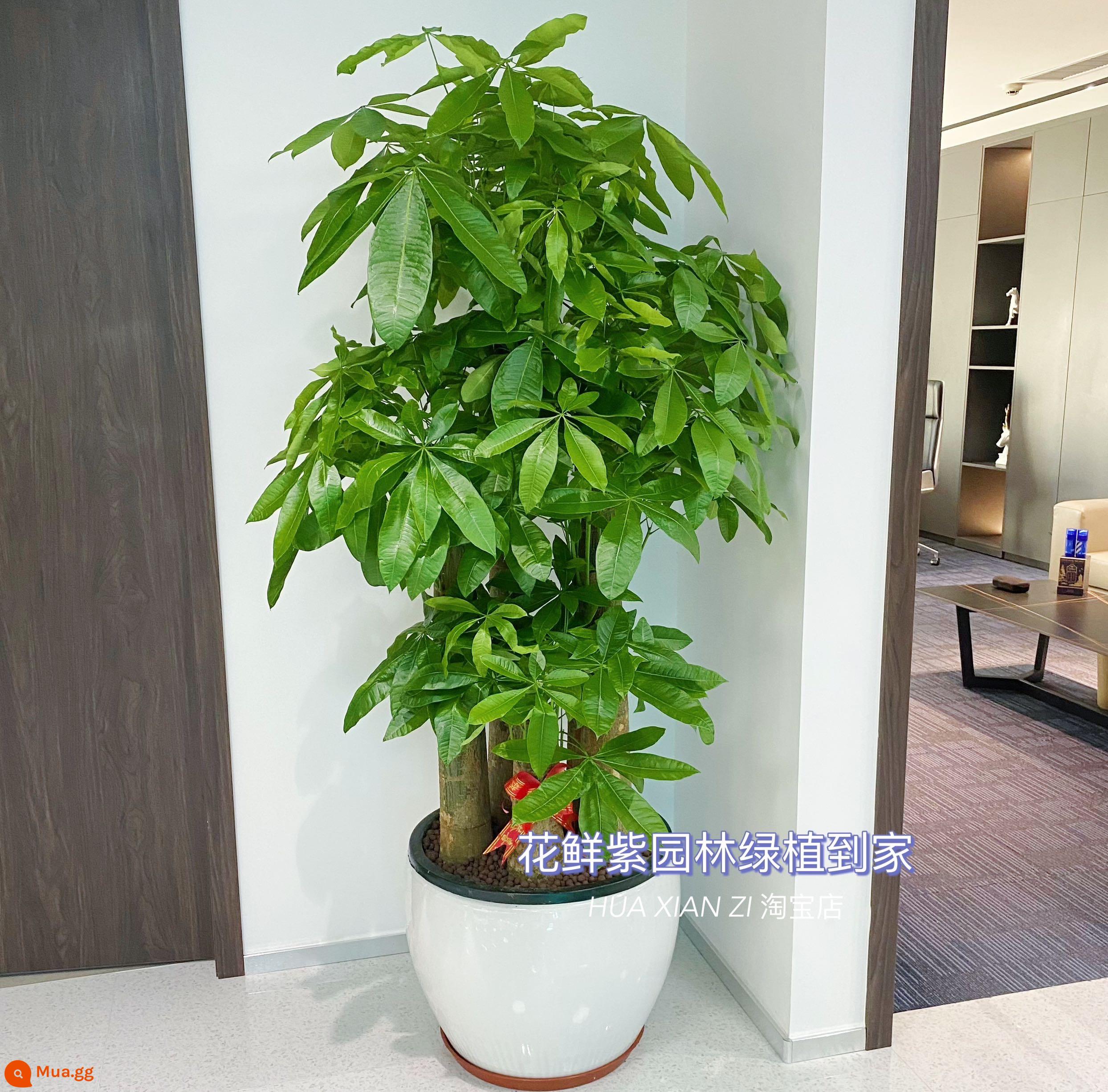 Văn phòng phòng khách trong nhà Thâm Quyến Fortune Tree để thu hút sự giàu có và chuyển đến ngôi nhà mới cây xanh cây lớn trồng trong chậu giao hàng trong thành phố - Chậu sứ bóng tròn nổi tiếng Bubu Internet năm nhánh siêu dày, cao khoảng 1,7-1,9 mét