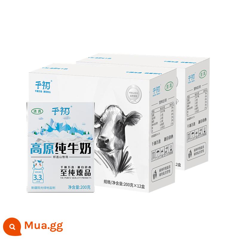 Cao nguyên Qianchu Cam Túc sữa nguyên chất bữa sáng dinh dưỡng cho trẻ em sữa nguyên chất 200g * 12 * 2 hộp quà đầy đủ hộp 24 hộp - Nâng cấp lên 3,3 protein*12P*2 hộp