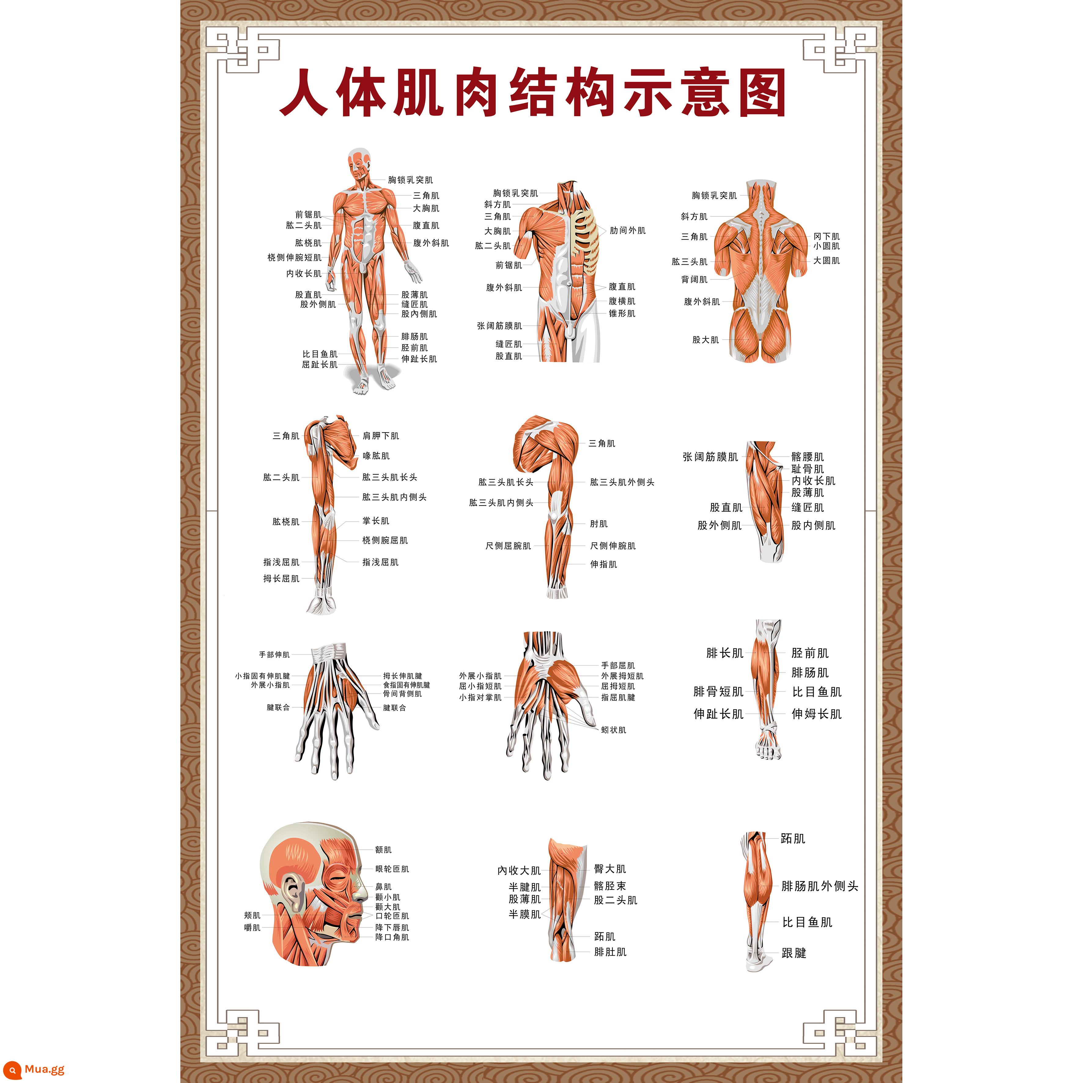 Bệnh viện toàn bộ cơ thể người các cơ quan cơ xương giải phẫu nội tạng biểu đồ treo tường lớn bản đồ phân bố cơ nam poster phiên bản nằm ngang - Sơ đồ cấu trúc cơ bắp của con người