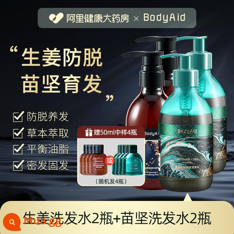 Bodyaid bồ kết lá gừng dầu gội chống rụng tăng tóc chắc tóc mọc chắc chân kiểm soát dầu gội mềm mượt - Gừng chống rụng tóc 330ml*2 chai + Miaojian chống rụng tóc 300ml*2 chai