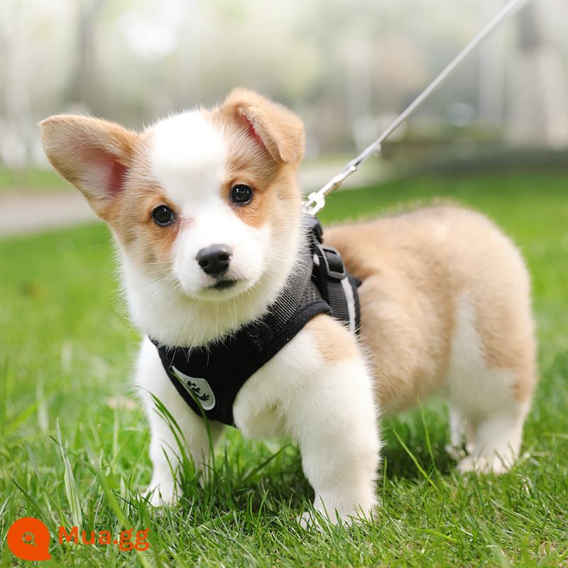 Áo vest loại dây xích chó nhỏ ngực chó túi đựng bé Teddy Corgi chó con chó con dây xích chó đi dạo dây ngực tàu sân bay - Dây đen + dẹt