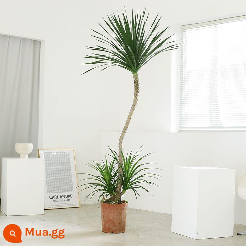 Dracaena phòng khách cây xanh trong nhà cây trồng trong chậu phòng khách lớn cây cảnh lớn rồng nhiều đầu cây râu rồng nhà thịnh vượng cây rồng sắt cây - Mô hình hai lớp S có chiều cao cơ bản 1,6-1,8M