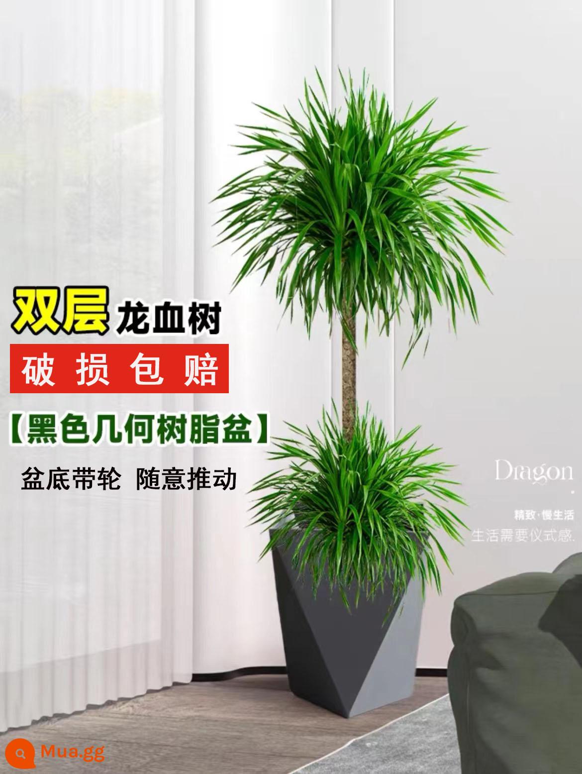 Dracaena phòng khách cây xanh trong nhà cây trồng trong chậu phòng khách lớn cây cảnh lớn rồng nhiều đầu cây râu rồng nhà thịnh vượng cây rồng sắt cây - Cây máu rồng 2 lớp cao cấp cao 1,4-1,6M chậu hình học màu đen có ròng rọc