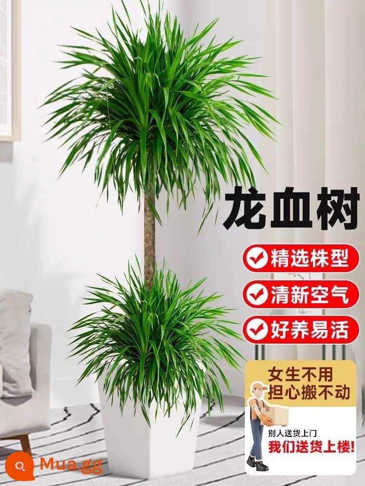 Dracaena phòng khách cây xanh trong nhà cây trồng trong chậu phòng khách lớn cây cảnh lớn rồng nhiều đầu cây râu rồng nhà thịnh vượng cây rồng sắt cây - Cây huyết rồng hai lớp cao 1,2-1,4M chậu hình thang màu trắng có ròng rọc