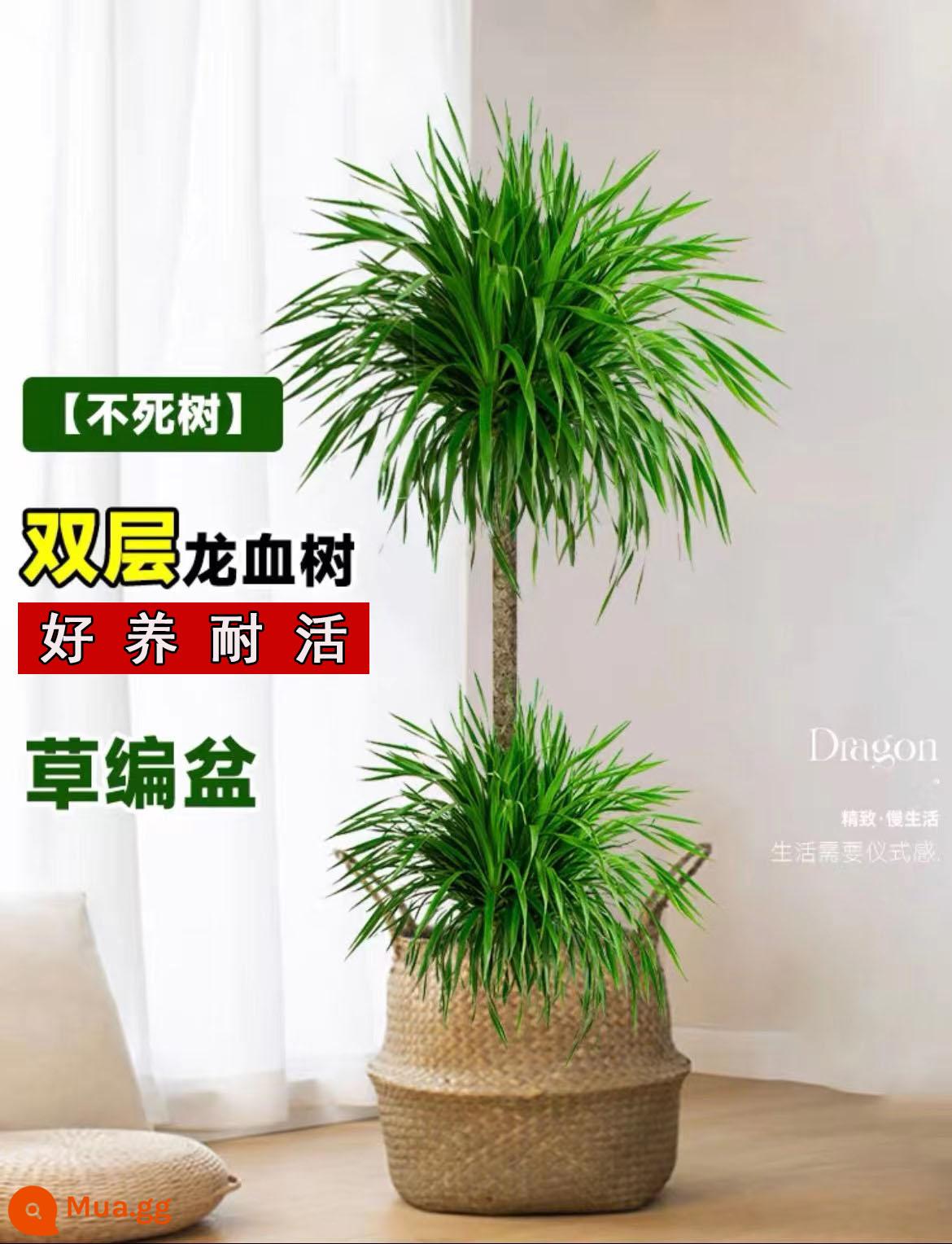 Dracaena phòng khách cây xanh trong nhà cây trồng trong chậu phòng khách lớn cây cảnh lớn rồng nhiều đầu cây râu rồng nhà thịnh vượng cây rồng sắt cây - Chậu rơm 2 tầng dracaena 1.4-1.6M cao cấp