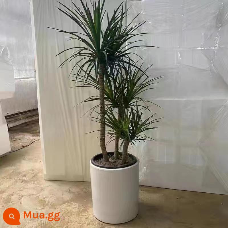 Dracaena phòng khách cây xanh trong nhà cây trồng trong chậu phòng khách lớn cây cảnh lớn rồng nhiều đầu cây râu rồng nhà thịnh vượng cây rồng sắt cây - Cây huyết rồng ba cực cao cấp Chậu trụ trắng 1,6-1,8M