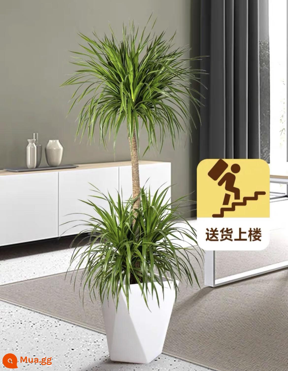 Dracaena phòng khách cây xanh trong nhà cây trồng trong chậu phòng khách lớn cây cảnh lớn rồng nhiều đầu cây râu rồng nhà thịnh vượng cây rồng sắt cây - Cây máu rồng hai lớp nhỏ cao 1,2-1,4M chậu kim cương trắng có ròng rọc