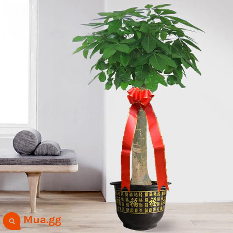 Phòng khách Fortune Phòng khách lớn Văn phòng Chầu Văn phòng Good Rabin Fortune Tree Kwen Cứu trợ Cây xanh Bonsai - [Ưu đãi đặc biệt] Mẫu trụ đơn 1,0-1,2 mét (chậu nhân vật Fu + phân bón đặc biệt)