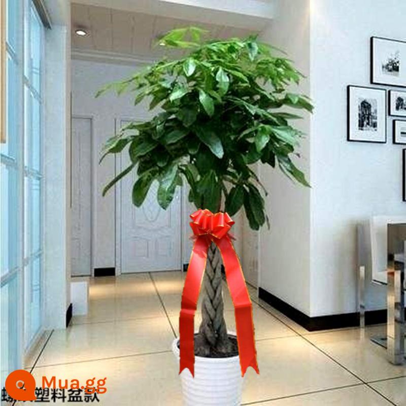 Phòng khách Fortune Phòng khách lớn Văn phòng Chầu Văn phòng Good Rabin Fortune Tree Kwen Cứu trợ Cây xanh Bonsai - [Giao hàng lên lầu] Kiểu bện 1,4-1,6 mét (chậu chỉ trắng + phân bón đặc biệt)