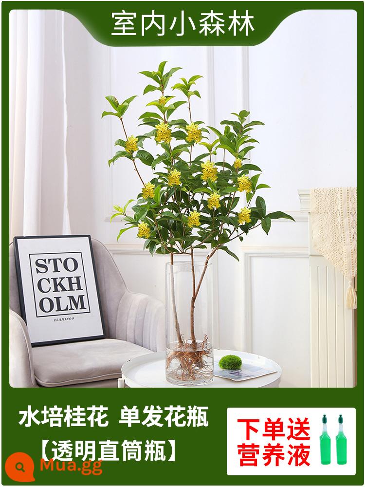 Cây giống cây thủy canh Osmanthus Cây giống thủy lực bốn mùa của quế quế và cây trồng hoa trong nhà - Thủy canh Osmanthus [Chai thùng thẳng trong suốt] [Bình bắn một lần]