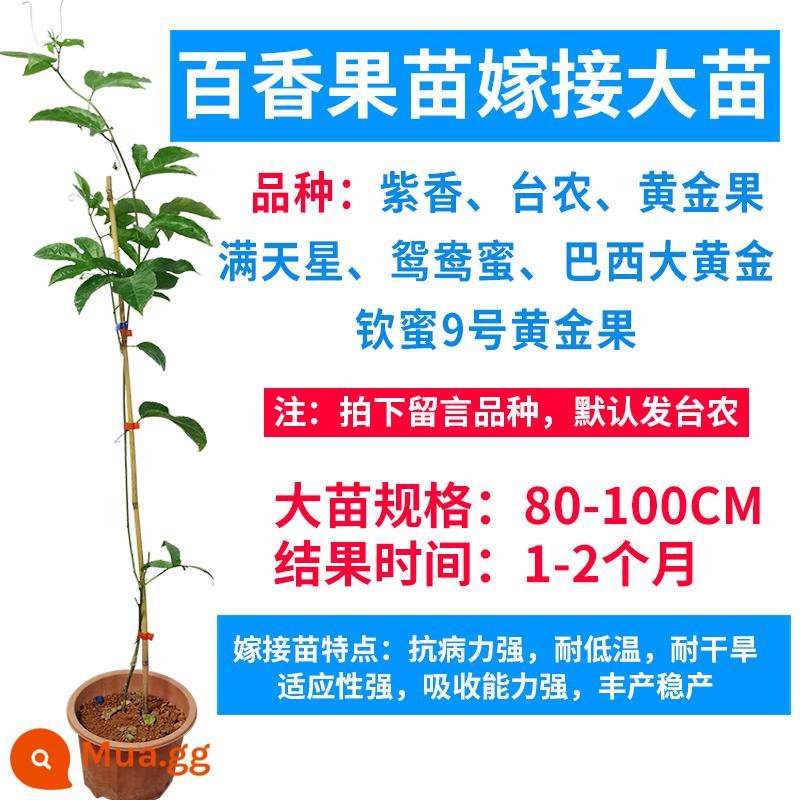 Cây giống chanh leo Quảng Tây hương thơm thanh khiết và vàng ngọt ngào cây giống cây ăn quả Qinmi số 9 cây ghép bốn mùa tiếp tục đơm hoa kết trái - 1 cây giống chanh dây ghép (kháng bệnh, chịu hạn) tin nhắn giống (mặc định gửi đến Tainong)