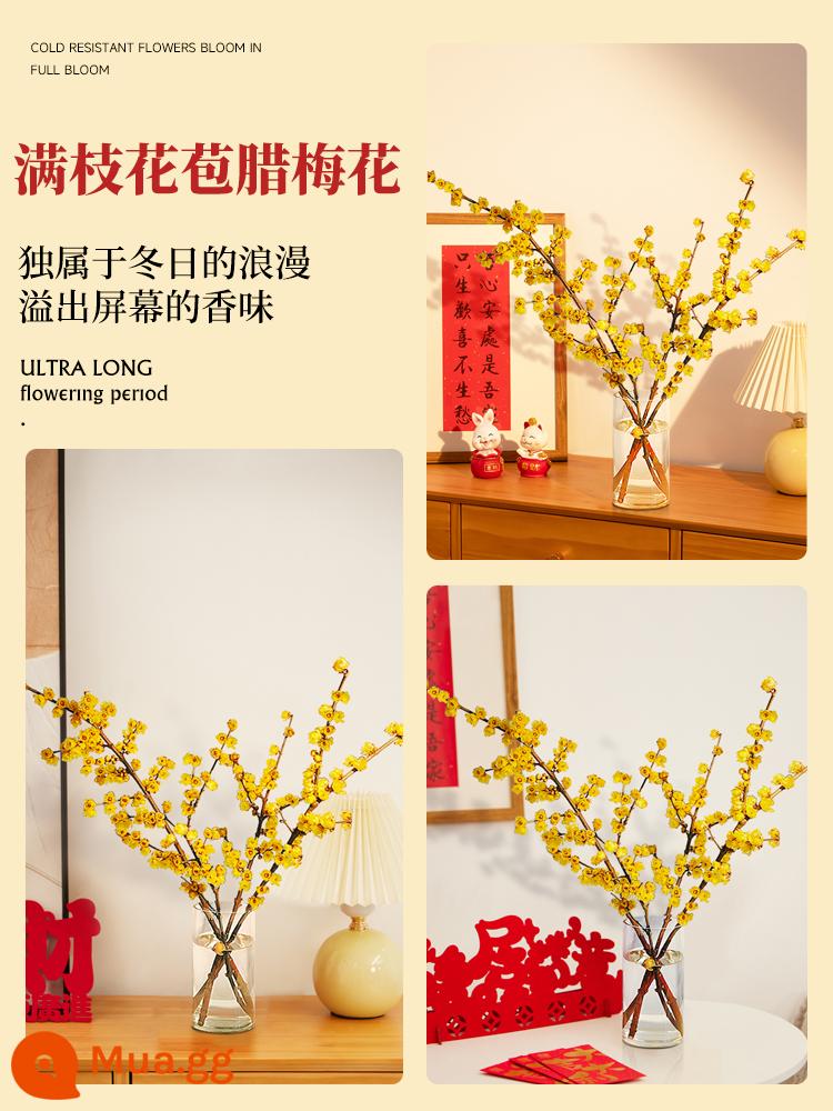 Inch Hoa Vàng Cây thủy canh Forsythia Cành khô Cắm hoa Phòng khách Cành tươi Thủy canh Hoa tươi cắt đêm giao thừa - Chọn 8 cành Wintersweet 40cm [phần thưởng khi nhận] đầy nụ hoa