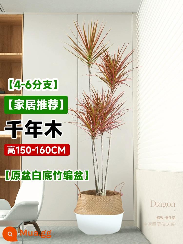 Dracaena chậu cây xanh trong nhà phòng khách lớn cây cảnh lớn hoa thật rồng sắt rồng râu cây văn phòng sàn nhà máy - Chậu tre thiên niên kỷ 4-6 đầu 1,5-1,6m - chậu tre nền trắng