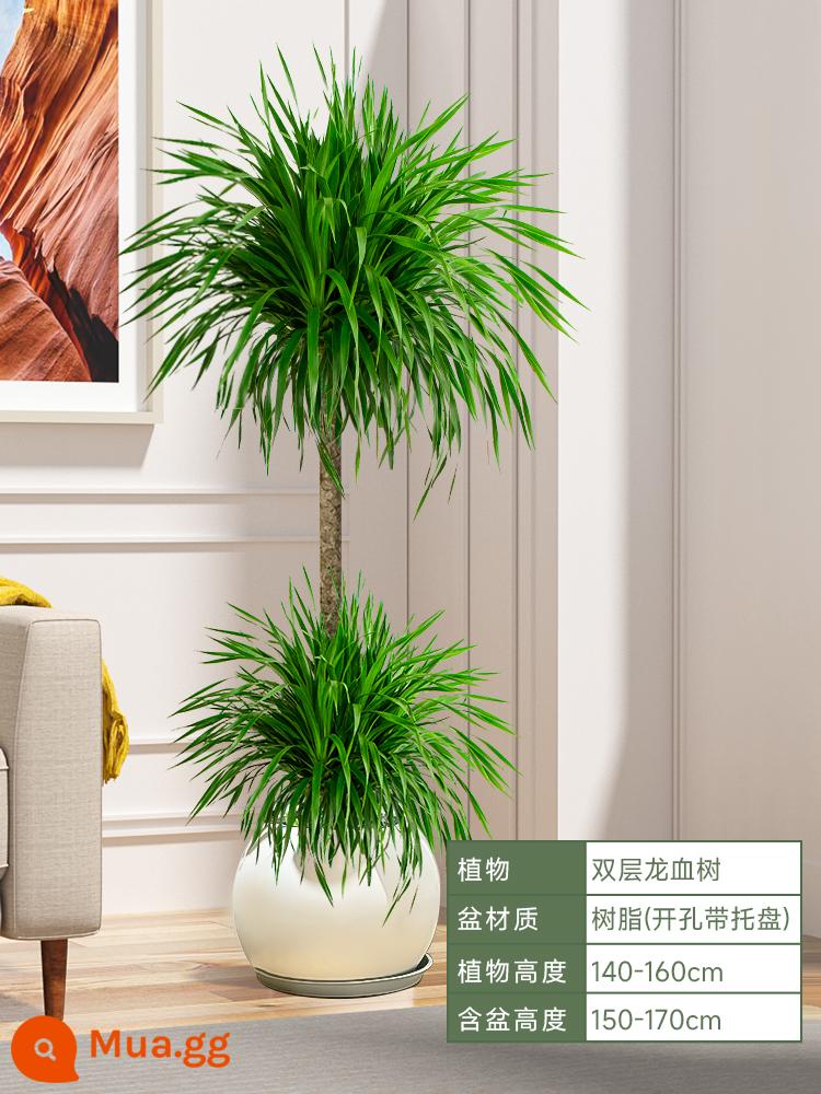 Dracaena chậu cây xanh trong nhà phòng khách lớn cây cảnh lớn hoa thật rồng sắt rồng râu cây văn phòng sàn nhà máy - Hai lớp ⭐Cây huyết rồng cao 140-160cm [Chậu xi măng sáng tạo màu trắng nhạt] đi kèm khay