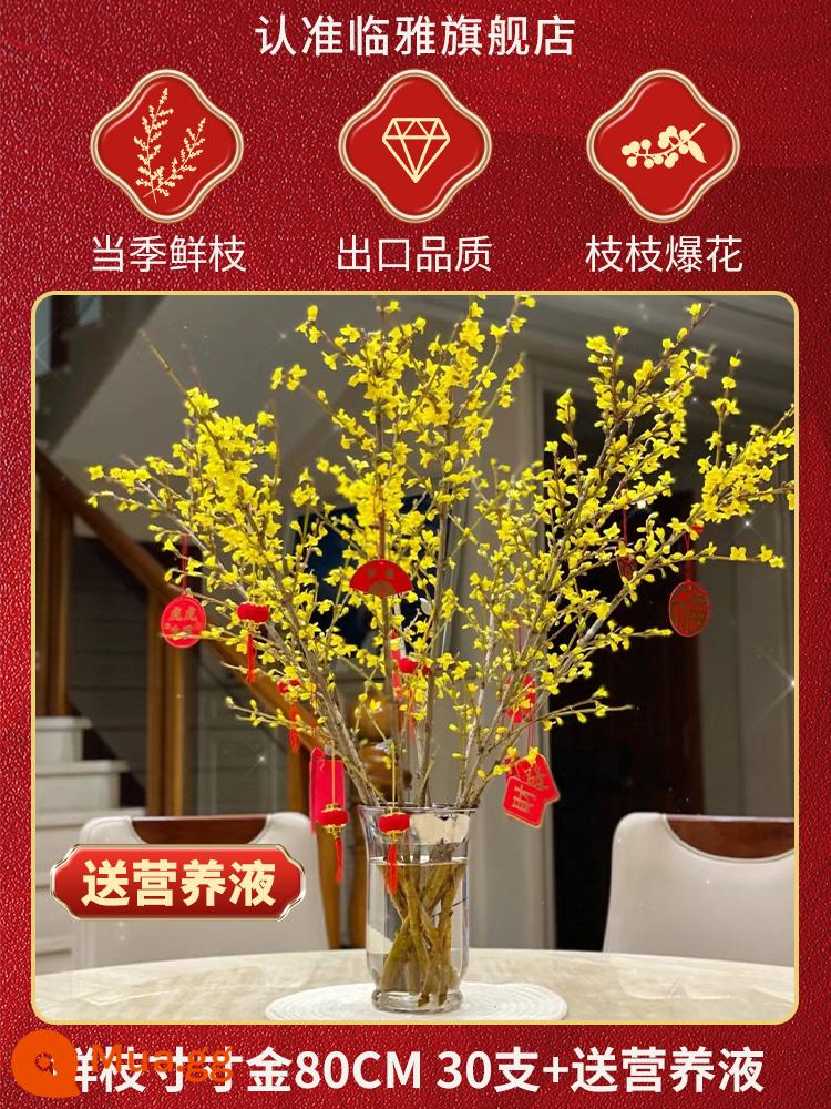 Inch Hoa Vàng Cây thủy canh Forsythia Cành khô Cắm hoa Phòng khách Cành tươi Thủy canh Hoa tươi cắt đêm giao thừa - [Bu Bu Sheng Jin] Cành Cun Cun Jin tươi 80cm 30 miếng + (Miễn phí dung dịch dinh dưỡng)