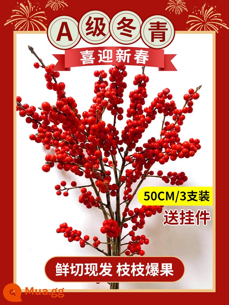 Inch Hoa Vàng Cây thủy canh Forsythia Cành khô Cắm hoa Phòng khách Cành tươi Thủy canh Hoa tươi cắt đêm giao thừa - Nhựa ruồi đỏ cao cấp loại A 50cm/3 miếng + mặt dây chuyền