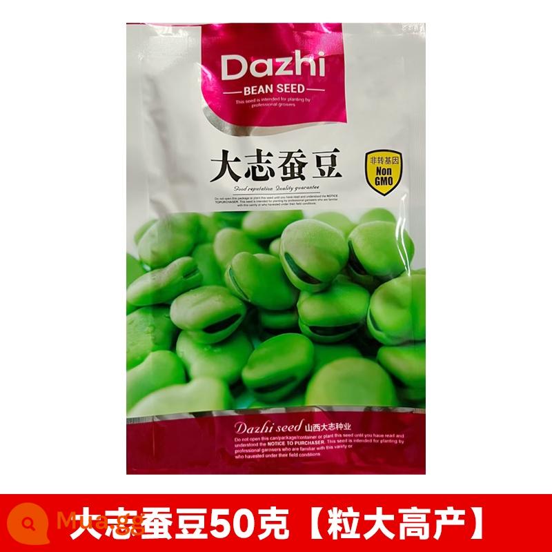 Hạt giống đậu rộng, hạt giống rau đậu siêu to năng suất cao, chậu trồng ban công trồng đậu, hạt đậu tất cả các mùa - Đậu tằm Dazhi 50g [hạt lớn và năng suất cao]